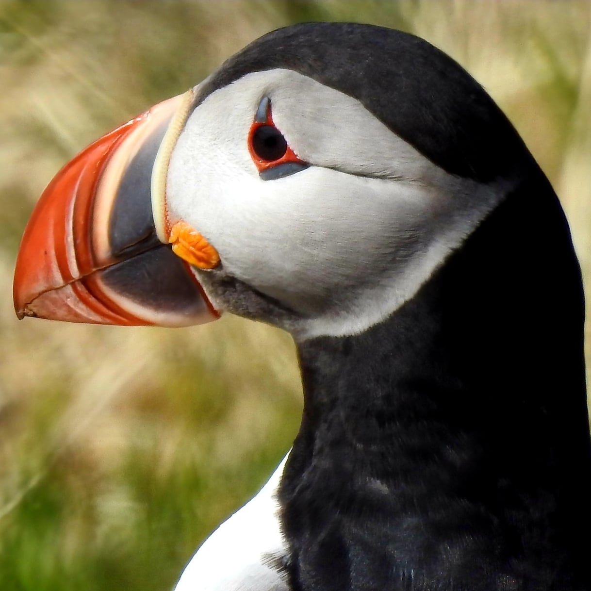Photo showing a puffin.